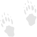 Badger Footprints